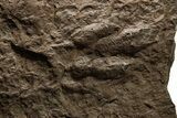 Shale with Two Dinosaur (Grallator) Footprints - Massachusetts #383427-3